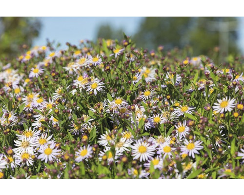 Nahaufnahme einer Gruppe von Raublatt-Astern mit gelben und weißen Blüten