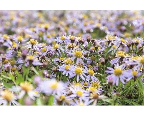 Feld von lila Herbstastern mit gelber Mitte im Garten