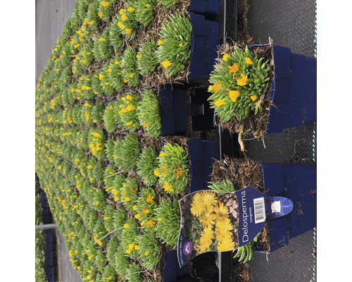 Viele Delosperma Congesta Pflanzen in Töpfen