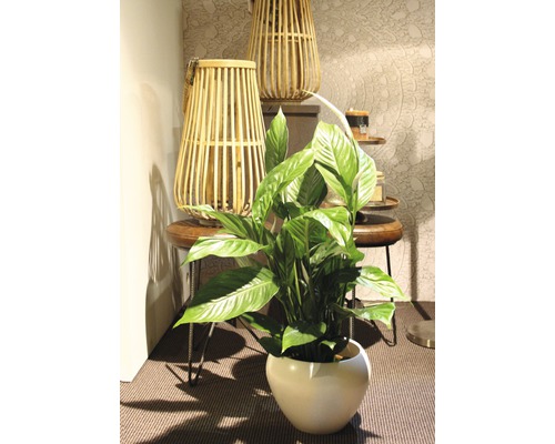 Friedenslilie in einem Topf, kombiniert mit dekorativen Holzlaternen auf einem Beistelltisch.