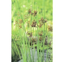 Blaugrune Binse FloraSelf Juncus inflexus H 10-50 cm Co 3 L