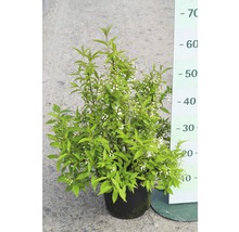Zierliche Deutzie FloraSelf Deutzia gracilis H 40-50 cm Co 4 L-thumb-0