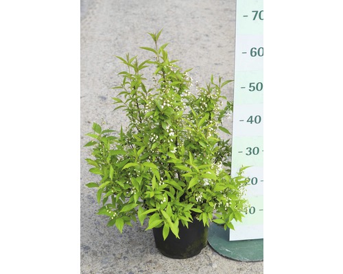 Zierliche Deutzie FloraSelf Deutzia gracilis H 40-50 cm Co 4 L-0