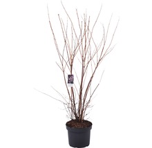 Deutzie, Sternchenstrauch FloraSelf Deutzia magnifica 'Tourbillon Rouge' H 80-100 cm Co 4 L