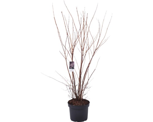 Hortensie im Topf mit Etikett