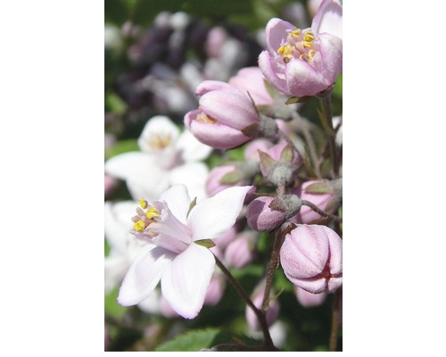 Rosendeutzie FloraSelf Deutzia 'Mont Rose' H 80-100 cm Co 4 L