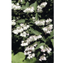 Blüten der Deutzie mit Blättern