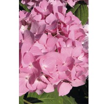 Hortensie Endless Summer® rosa Hydrangea macrophylla H 20-35 cm Co 5 L öfterblühende Ballhortensie-thumb-1