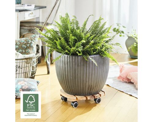 Zimmerpflanze in einem Topf mit Rollen und FSC Siegel für verantwortungsvolle Waldwirtschaft