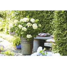 Hortensie Endless Summer® weiß Hydrangea macrophylla 'The Bride' H 20-35 cm Co 5 L öfterblühende Ballhortensie-thumb-1