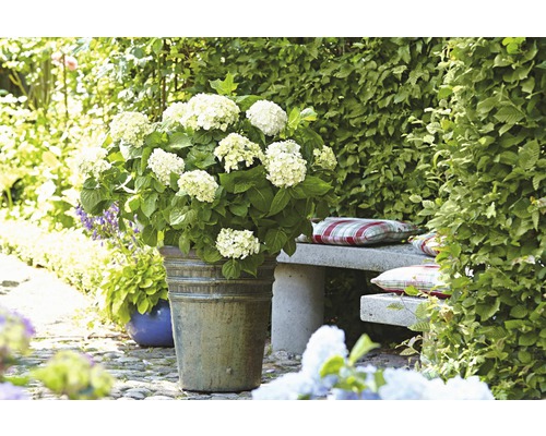 Gartenansicht mit Hortensien in einem Pflanzgefäß und einer Steinbank
