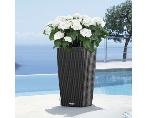 Hoher Pflanzkübel mit weißen Hortensien im Garten am Pool