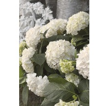 Hortensie Endless Summer® weiß Hydrangea macrophylla 'The Bride' H 20-35 cm Co 5 L öfterblühende Ballhortensie-thumb-2