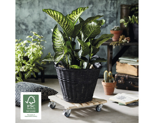 Dekoratives Zimmerpflanzenarrangement mit Dieffenbachia in geflochtenem Korb auf Pflanzenroller und FSC Siegel