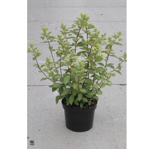 Rispenhortensie 'Grandiflora' FloraSelf H 50 - 60 cm Co 6 L-thumb-1