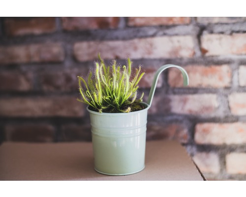 Sonnentau Pflanze im Topf