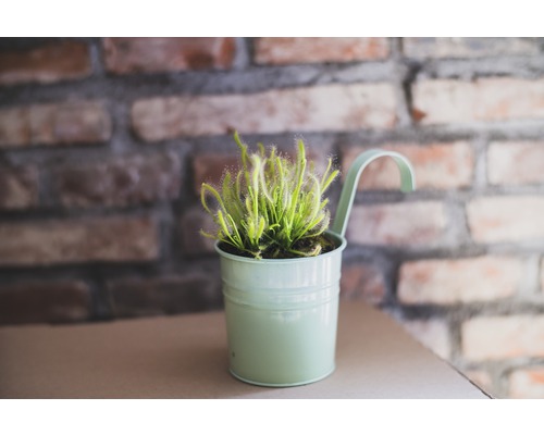 Sonnentau Pflanze im Topf