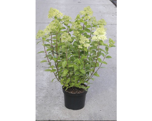 Rispenhortensie FloraSelf Hydrangea paniculata 'Limelight' H 50-60 cm Co 5 L Rispenhortensie in einem Topf.