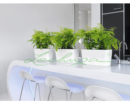 Drei weiße Pflanzgefäße mit Pflanzen auf einer Theke mit Barhockern