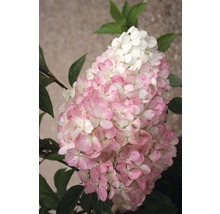 Rispenhortensie FloraSelf Hydrangea paniculata 'Vanille Fraise' H 50-60 cm Co 5 L-thumb-2