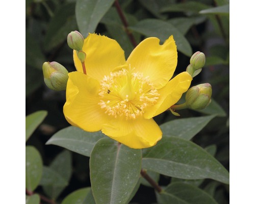 Großblumiges Johanniskraut FloraSelf Hypericum patulum 'Hidcote' H 30-40 cm Co 4 L