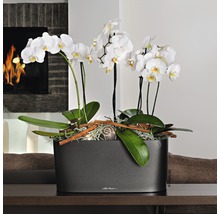 Orchideen in einem grauen Pflanzgefäß auf einem Tisch