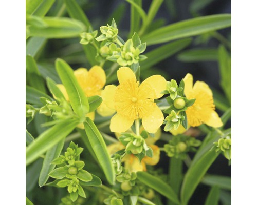 Johanniskrautblüten mit grünen Blättern und Knospen