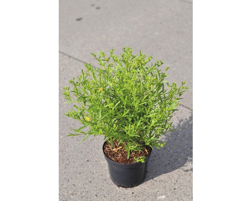 Kanadisches Johanneskraut FloraSelf Hypericum kalmianum 'Gemo' H 40-50 cm Co 4 L