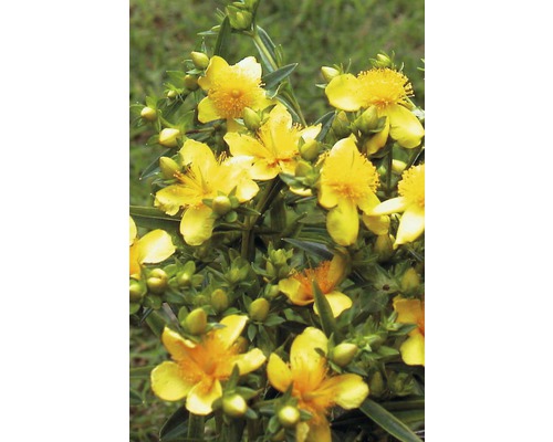 Johanniskraut mit gelben Blüten