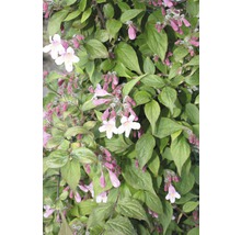Blütenstrauch mit grünen Blättern und rosa Blüten