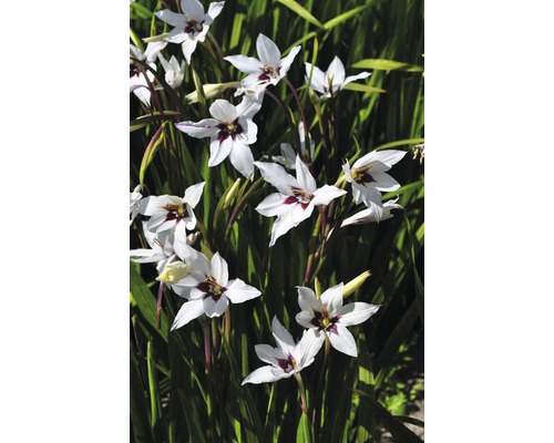 Nahaufnahme von Gladiolen mit weißen Blüten und dunkelroten Markierungen