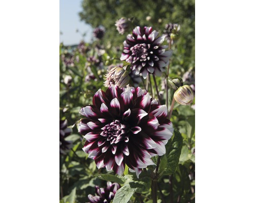 Nahaufnahme einer Dahlie im Garten