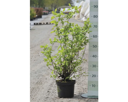 Pflanze im Topf mit grünen Blättern und Messskala