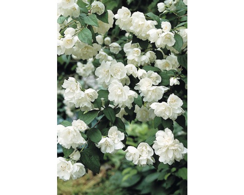 Gartenjasmin, Pfeifenstrauch FloraSelf Philadelphus 'Minnesota Snowflake' H 60-80 cm Co 4 L