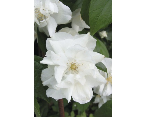 Gartenjasmin, Pfeifenstrauch FloraSelf Philadelphus 'Natchez' H 60-80 cm Co 4 L