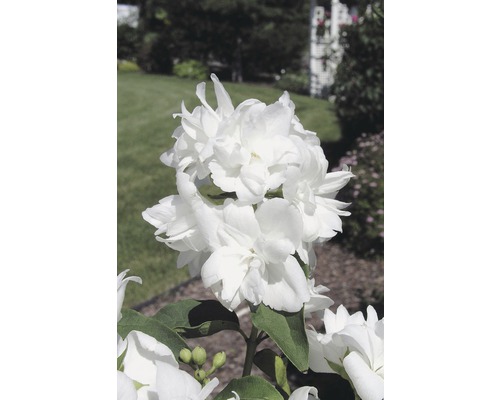 Pfeifenstrauch, Gartenjasmin 'Snowgoose' FloraSelf Philadelphus 'Snowgoose' H 60-80 cm Co 4 L