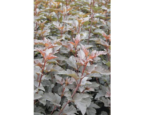 Rotblättrige Fasanenspiere, Blasenspiere FloraSelf Physocarpus opulifolius 'Diabolo'® H 60-80 cm Co 4 L