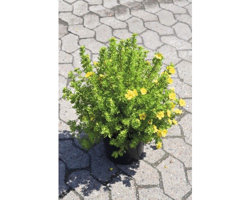 Fingerstrauch FloraSelf Potentilla fruticosa 'Dakota Sunspot' H 30-40 cm Co 4 L Gelber Fingerstrauch im Topf