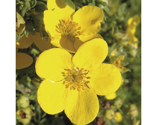 Gelbe Fingerstrauchblüten im Detail