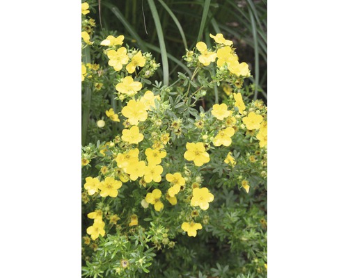 Gelb blühender Strauch mit grünen Blättern.