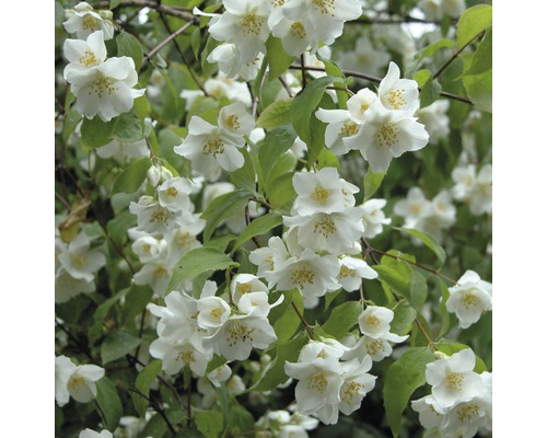 Blüten des Pfeifenstrauchs mit grünen Blättern