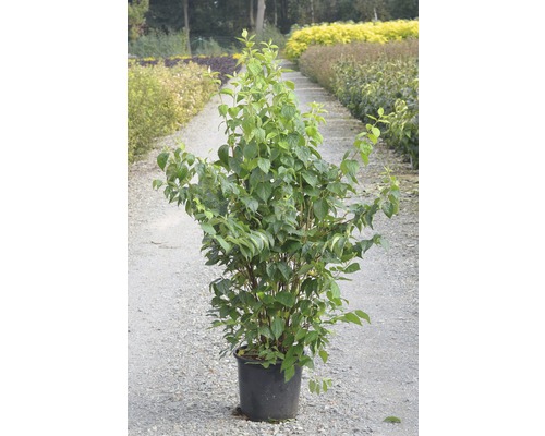 Strauch in einem Topf mit grünen Blättern.