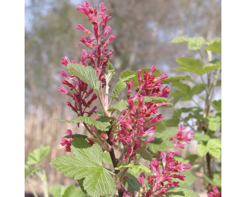 Blut-Zierjohannisbeere FloraSelf Ribes sanguineum 'King Edward VII' H 60-80 cm Co 4 L