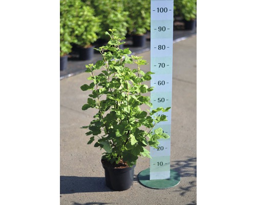 Schwarze Johannisbeere im Topf mit Größenangabe