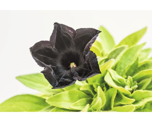 Schwarze Petunie mit grünen Blättern