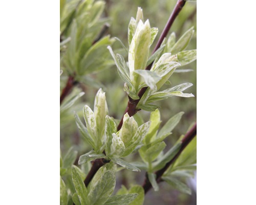 Nahaufnahme eines Zierstrauchs mit panaschierten Blättern