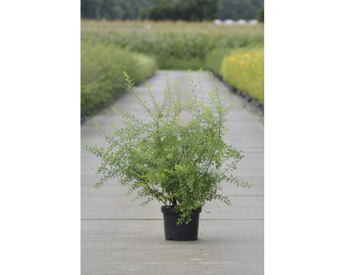 Strauch in einem Topf für den Garten