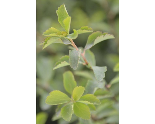Nahaufnahme eines Spiraea japonica ''Golden Princess'' Strauchs mit Blättern