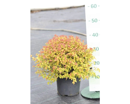 Spiere im Topf mit Höhenmesser