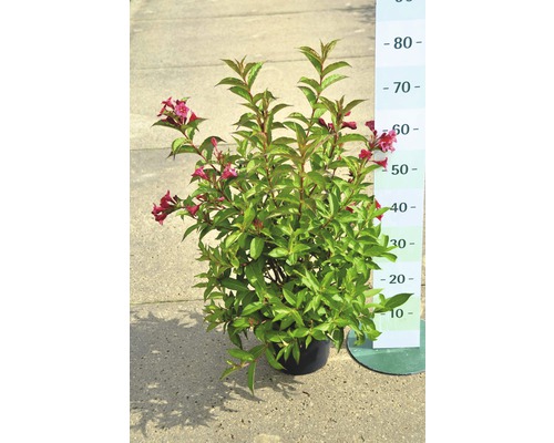 Blühender Weigelien Strauch im Topf